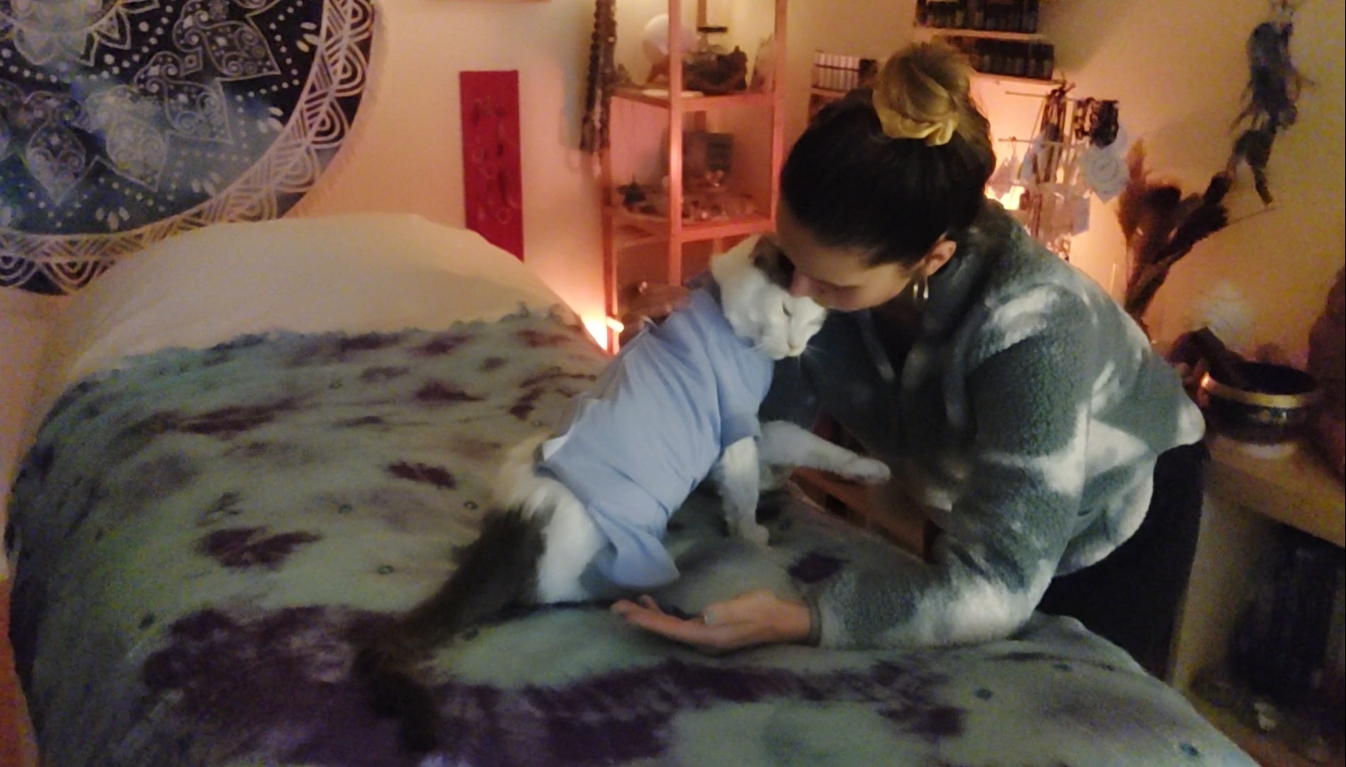 Animal Reiki session